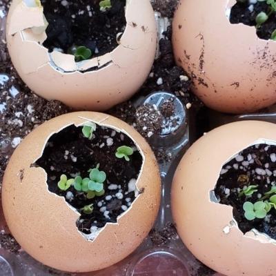 Seed Starts in Eggshells