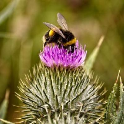 bumblebee on purple flower